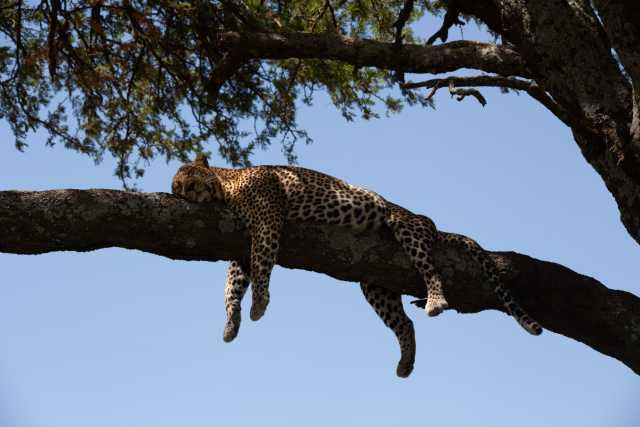 Escapade de lune de miel de luxe : Safari de 5 jours