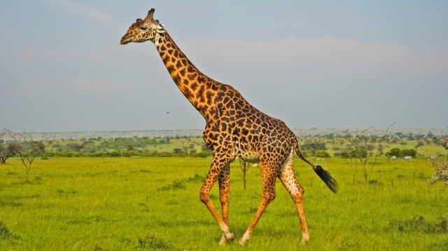 3-Day Amboseli Luxury Safari with Mombasa/Diani Drop-Off