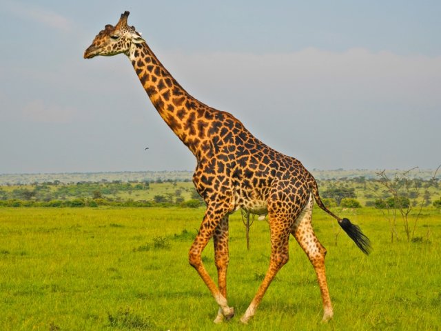 Safári de Luxo de 3 Dias em Amboseli com Desembarque em Mombasa/Diani