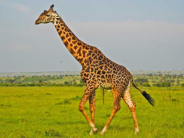 Safári de Luxo de 3 Dias em Amboseli com Desembarque em Mombasa/Diani