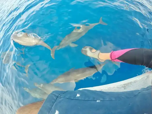 Tour di 2 giorni ad Apo Island e Manjuyod Sandbar con sistemazione in hotel