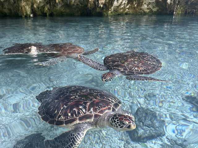 14 Dias de Safari na Tanzânia, Cultura & Fuga para Zanzibar
