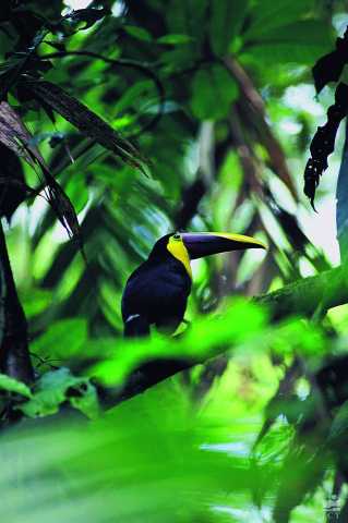 Dicht bij de natuur van Costa Rica en de lokale bewoners.