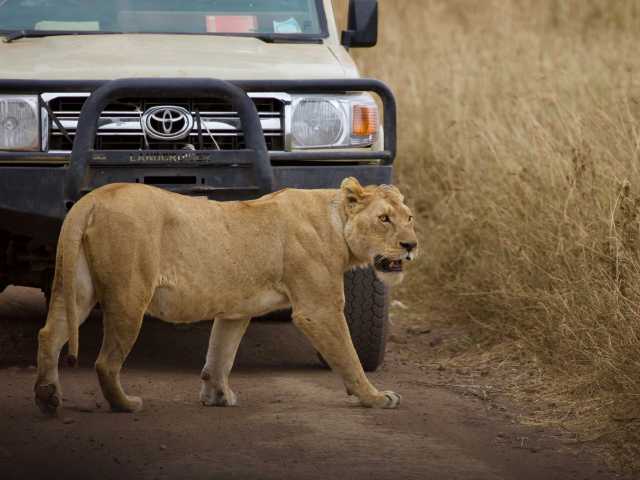 Circuit de randonnée de jour de 8 jours au Kilimandjaro & safari