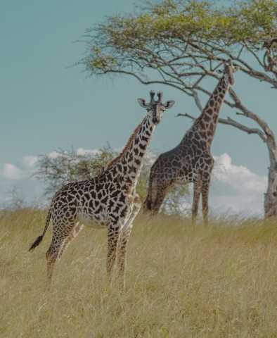 Escapade de lune de miel de luxe : Safari de 5 jours