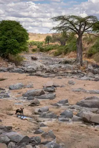 Explora los diversos paisajes y la vida silvestre de las joyas ocultas de Tanzania