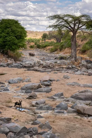Explorez les paysages variés et la faune des trésors cachés de la Tanzanie