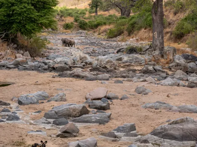 Explorez les paysages variés et la faune des trésors cachés de la Tanzanie