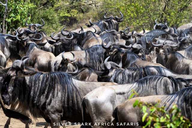 11-tägige Serengeti-, Maasai Mara-, Tarangire-, Amboseli-Park