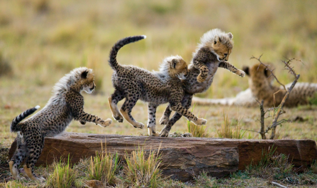 Safári Atemporal na Tanzânia & Escapada a Zanzibar
