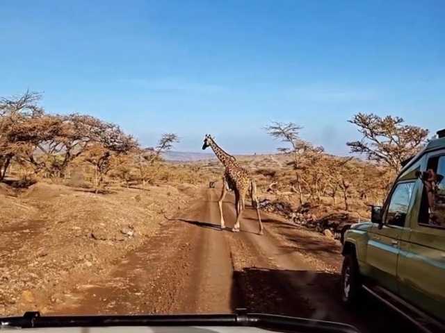 Safari de 1 jour à Tarangire depuis Arusha - Aventure faunique & panoramique
