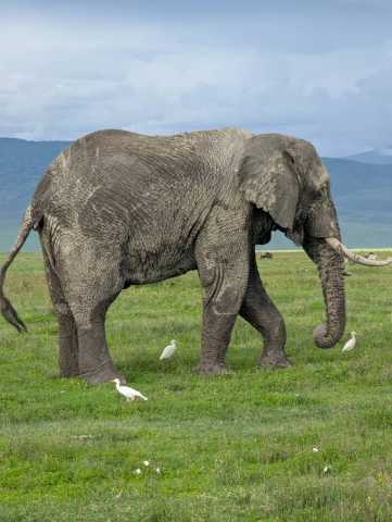 Descubra Tarangire em Um Dia