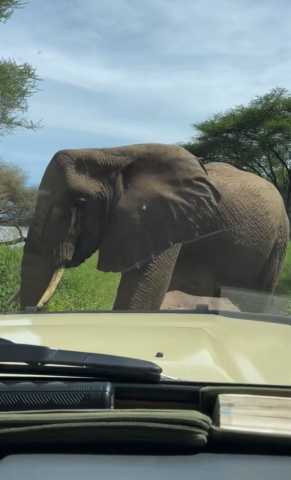 5-daagse Tanzania Safari: Tarangire, Serengeti & Ngorongoro Avontuur