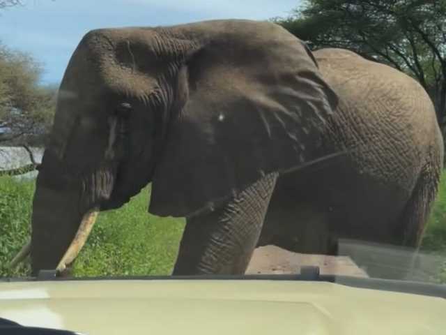 Safari de 5 jours en Tanzanie : aventure à Tarangire, Serengeti & Ngorongoro