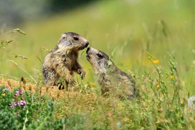 Descubra a arte da fotografia de animais selvagens no Jura.