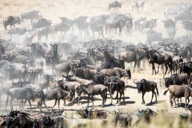 Safari di 3 giorni nella Grande Migrazione del Serengeti: Segui il viaggio più epico della natura