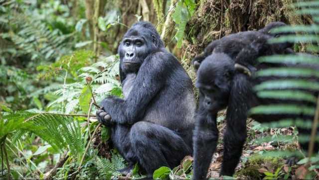 3-Day Gorilla Trekking Safari in Uganda