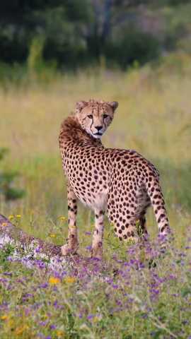 Straordinaria Avventura Safari in Tanzania