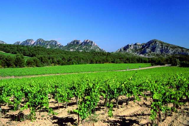 Descoberta dos vinhedos do golfo de Saint-Tropez