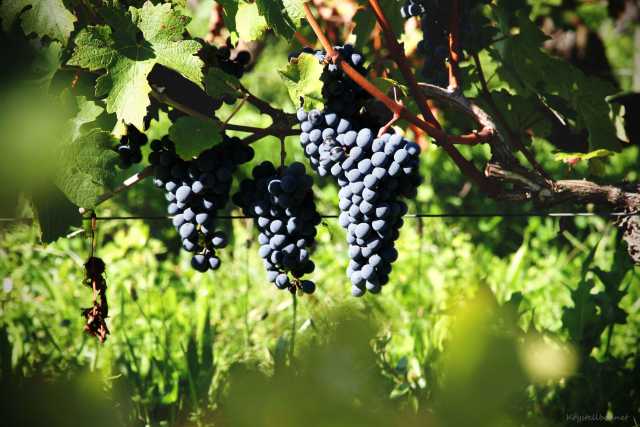 Degustação de vinhos em um pointu (barco tradicional de Saint-Tropez).