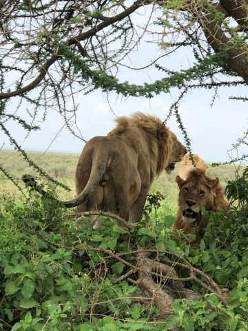Ngorongoro Day Trip