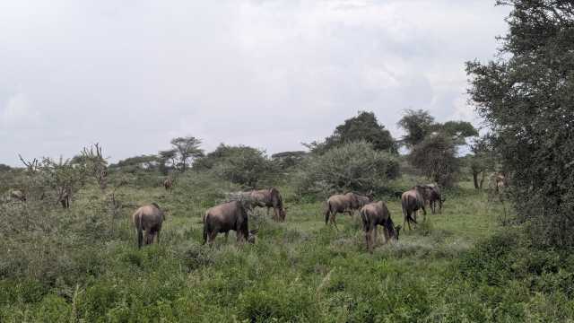 Safari da Grande Migração de 7 dias