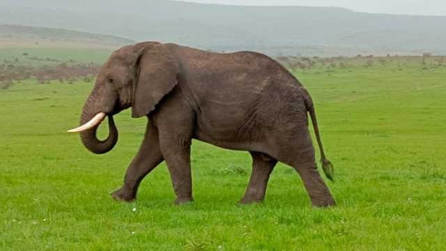 Ab Nairobi: Maasai Mara 3 Tage 2 Nächte Mittelklasse-Gruppensafari im 4WD