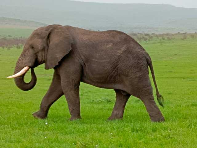 Depuis Nairobi : Safari de groupe de 3 jours et 2 nuits au Maasai Mara en 4x4, gamme intermédiaire