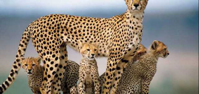 7 Days Serengeti, Ngorongoro, Tarangire and Manyara National Park