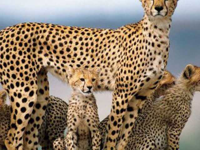 7 Jours Serengeti, Ngorongoro, Tarangire et Parc National de Manyara