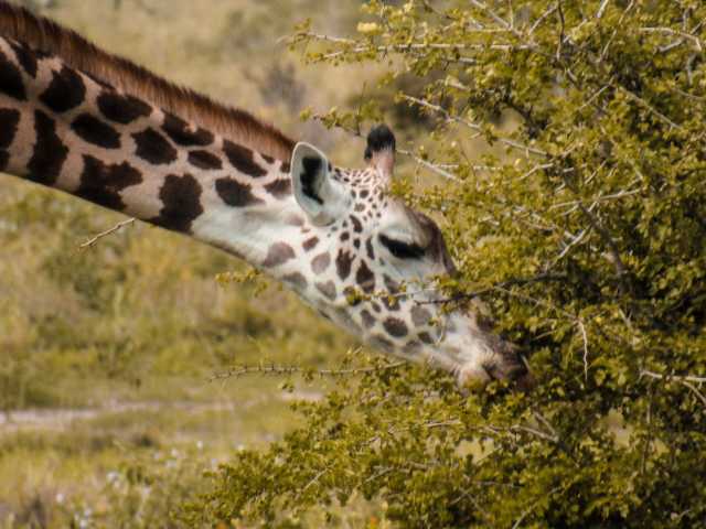 Escapade de lune de miel de luxe : Safari de 5 jours