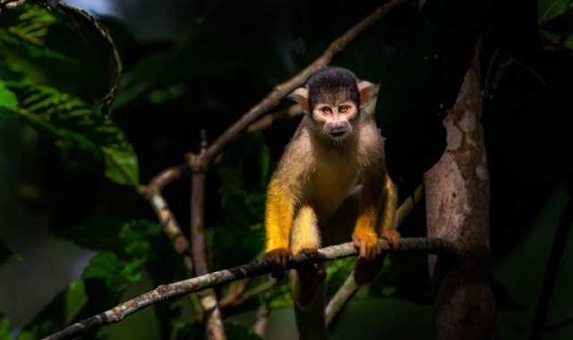 Aventura en la Amazonía de Bolivia (ATCH 3000)