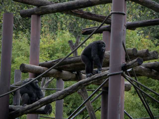 Safari de 4 jours de trekking des gorilles et des singes dorés