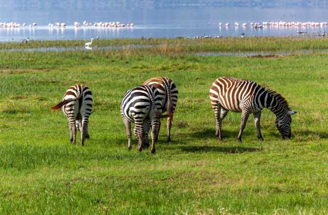 4 Tage / 3 Nächte Maasai Mara & Lake Nakuru Budget-Gruppen-Safari