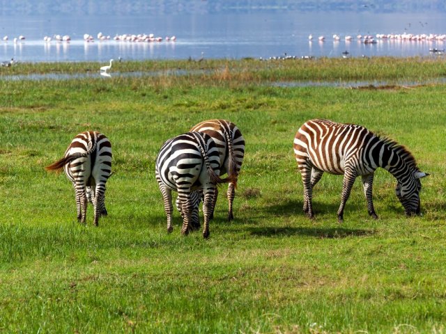 4 Dias / 3 Noites Maasai Mara & Lago Nakuru Safari em Grupo Econômico