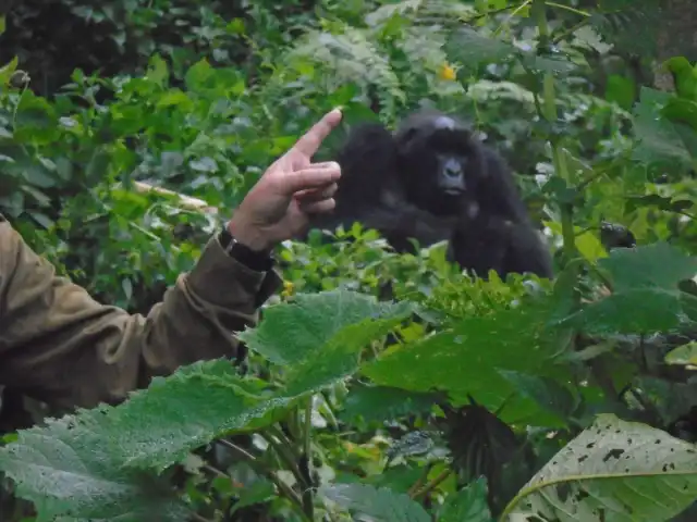 Excursión de 3 días para ver gorilas de montaña y monos dorados