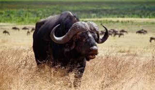 Safari et circuit culturel de 15 jours dans le nord de la Tanzanie avec extension à Zanzibar (milieu de gamme)