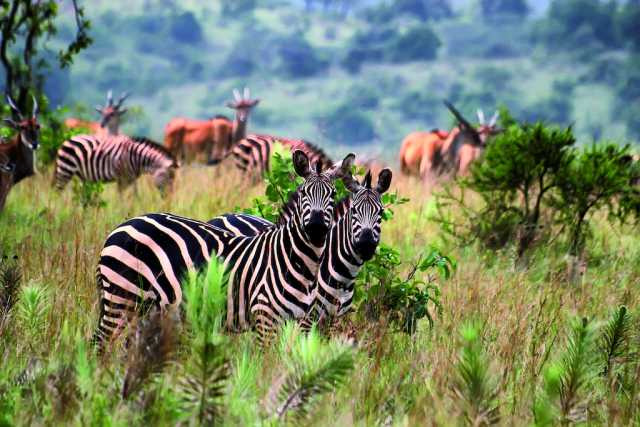 8 giorni di safari in Ruanda