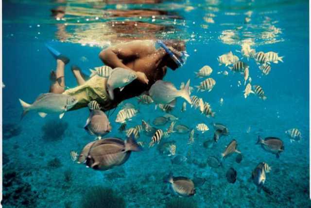 Maravilhas da Ilha Dimaniyat Tour de 6 Horas - Mergulho com Snorkel para Explorar a Vida Marinha