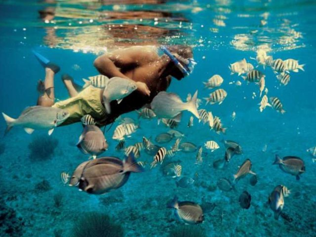 Maravilhas da Ilha Dimaniyat Tour de 6 Horas - Mergulho com Snorkel para Explorar a Vida Marinha