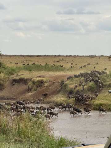 Ab Nairobi: Maasai Mara 3 Tage 2 Nächte Mittelklasse-Gruppensafari im 4WD