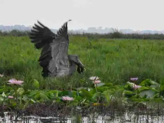 Safari d'observation des oiseaux d'1 jour : Marais de papyrus de Mabamba & Bec-en-sabot du Nil