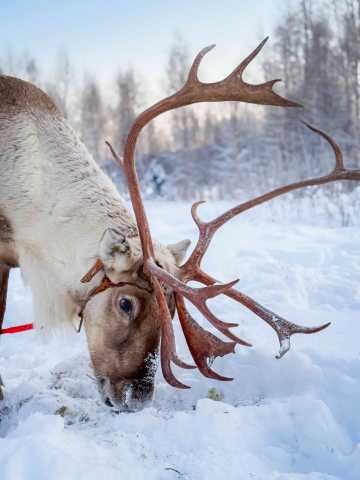 Postman's Arctische Toevluchtsoord