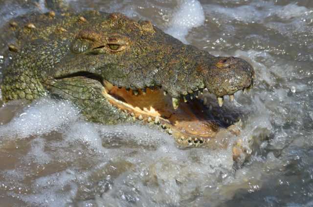 Safari di migrazione: avventure nella fauna selvatica di 5 giorni - Fly In