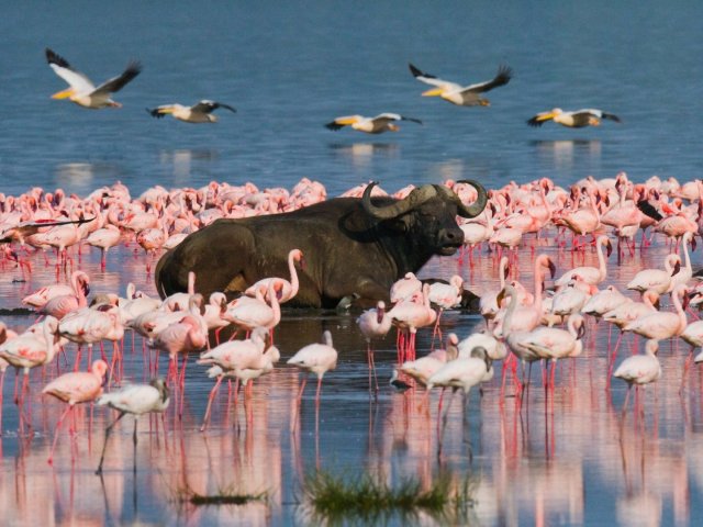 4 Dias / 3 Noites Maasai Mara & Lago Nakuru Safari em Grupo Econômico