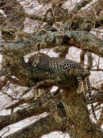 Experiência Exclusiva de Safari de 3 Dias na Tanzânia
