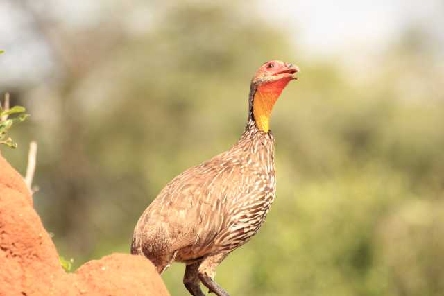 Ontdek Kenia’s Big Five – 7-daagse safari