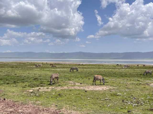 Excursion d’une journée au cratère du Ngorongoro - Safari privé depuis Arusha