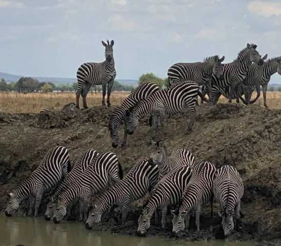 Vivez l'excursion d'une journée de Dar es Salaam au parc national de Mikumi