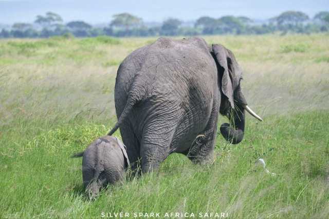 6-tägige Maasai Mara, Lake Naivasha, Amboseli Nationalpark